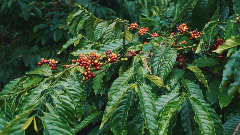 Gayo Wine